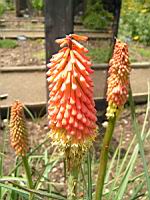 Kniphofia Uvaria (fam. Asphodelacees) (Afrique du Sud) (1) (Photo F. Mrugala)